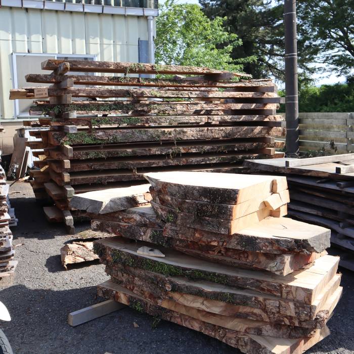 小田原のクスとマツ