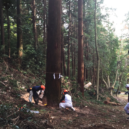 報徳二宮神社　表参道鳥居御用材伐採式に出席しました。