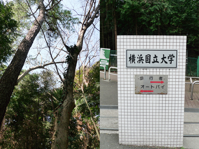 思い出もくもく企画：横浜国立大学の隣接地【伐採準備】